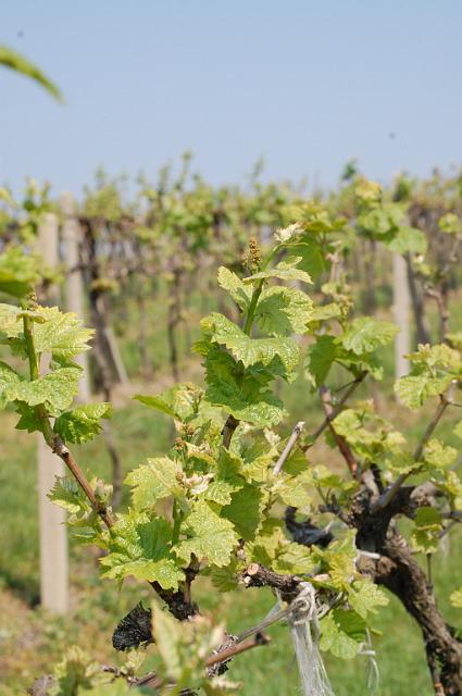 Pálava 2009